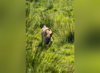 Tino – tapferer, junger Mischling sucht liebevolles Zuhause