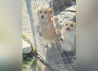 Ariel, mutiges Mädchen mit großem Herz