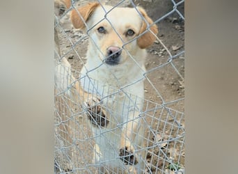 Papillon ist bereit für ein neues Leben