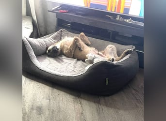 Tino – tapferer, junger Mischling sucht liebevolles Zuhause