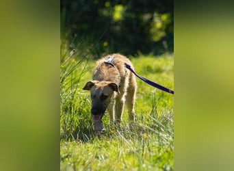 Tino – tapferer, junger Mischling sucht liebevolles Zuhause