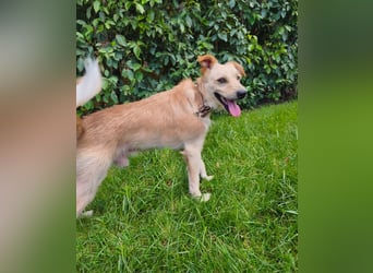 Terrier-Mix Ghecco hatte Glück im Unglück – jetzt fehlt nur noch sein Happy End