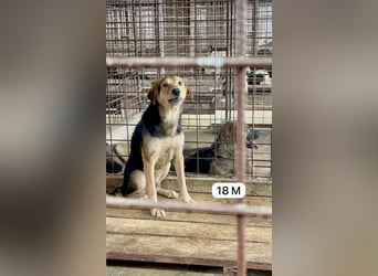 Update Fotos - Notfall - Er braucht dringend ein Zuhause oder eine Pflegestelle