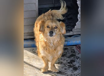 Ariel, mutiges Mädchen mit großem Herz