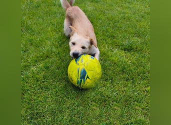 Terrier-Mix Ghecco hatte Glück im Unglück – jetzt fehlt nur noch sein Happy End