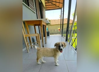 Nukka ist bereit für sein Forever Home