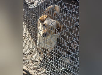 Papillon ist bereit für ein neues Leben