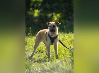 Tino – tapferer, junger Mischling sucht liebevolles Zuhause