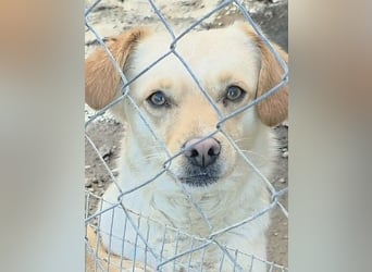 Papillon ist bereit für ein neues Leben