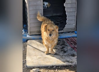 Ariel, mutiges Mädchen mit großem Herz