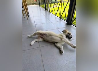 Nukka ist bereit für sein Forever Home