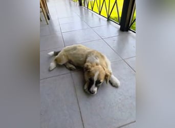 Nukka ist bereit für sein Forever Home