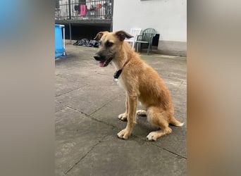 Tino – tapferer, junger Mischling sucht liebevolles Zuhause