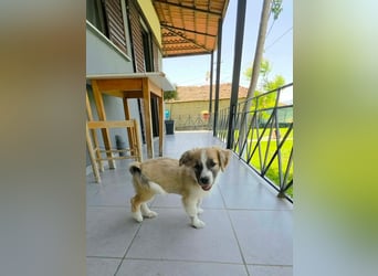 Nukka ist bereit für sein Forever Home