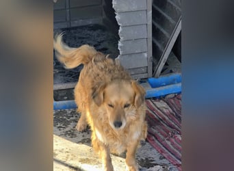 Ariel, mutiges Mädchen mit großem Herz