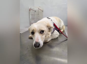 Popi braucht endlich ein Forever Home