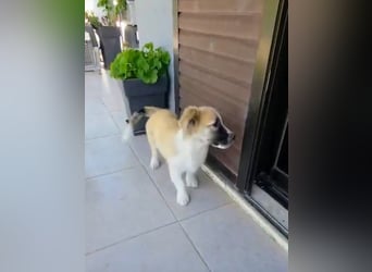 Nukka ist bereit für sein Forever Home