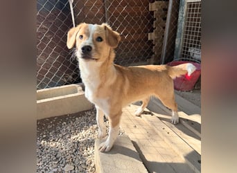 Paul - ein Herz auf vier Pfoten