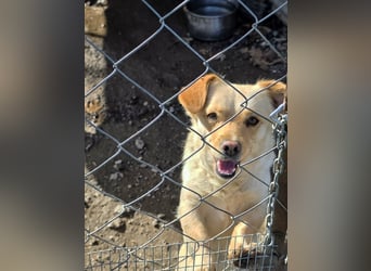 Papillon ist bereit für ein neues Leben