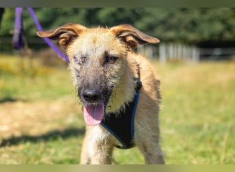 Tino – tapferer, junger Mischling sucht liebevolles Zuhause