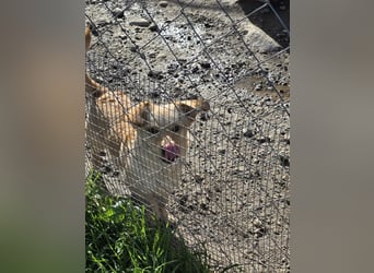 Papillon ist bereit für ein neues Leben