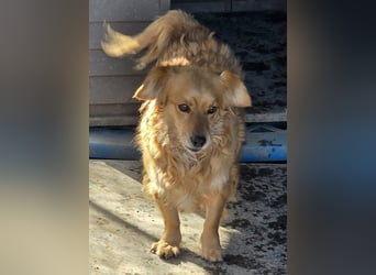 Ariel, mutiges Mädchen mit großem Herz