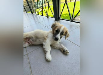Nukka ist bereit für sein Forever Home