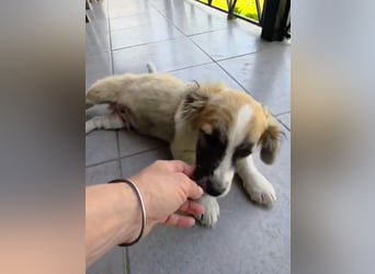 Nukka ist bereit für sein Forever Home