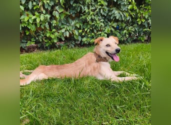 Terrier-Mix Ghecco hatte Glück im Unglück – jetzt fehlt nur noch sein Happy End