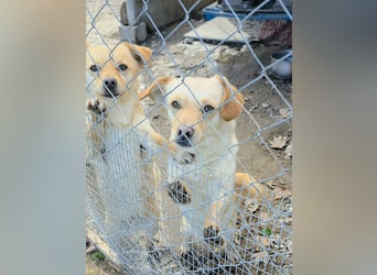 Papillon ist bereit für ein neues Leben