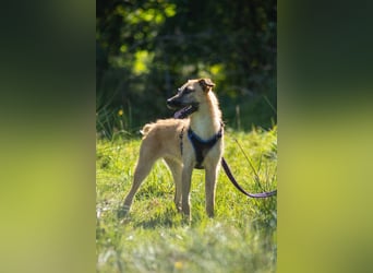 Tino – tapferer, junger Mischling sucht liebevolles Zuhause