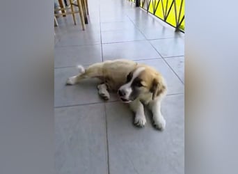 Nukka ist bereit für sein Forever Home