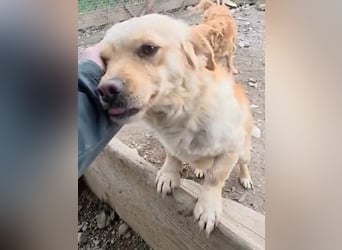 Papillon ist bereit für ein neues Leben