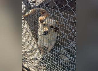 Papillon ist bereit für ein neues Leben