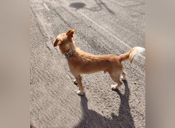 Terrier-Mix Ghecco hatte Glück im Unglück – jetzt fehlt nur noch sein Happy End