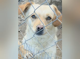 Papillon ist bereit für ein neues Leben