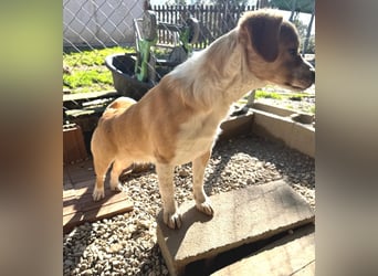 Paul - ein Herz auf vier Pfoten