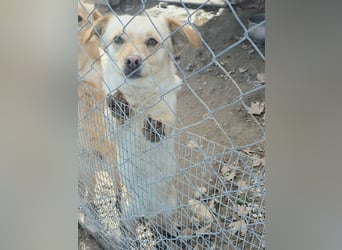 Papillon ist bereit für ein neues Leben