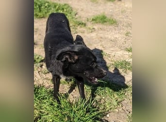 Tuno ,der kleine Schwarze mit dem gewissen Etwas sucht sein Glück