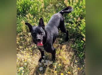 Tuno ,der kleine Schwarze mit dem gewissen Etwas sucht sein Glück