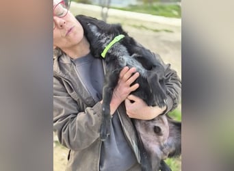 Tuno ,der kleine Schwarze mit dem gewissen Etwas sucht sein Glück