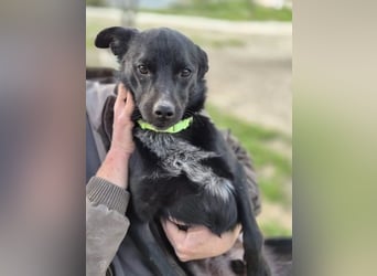 Tuno ,der kleine Schwarze mit dem gewissen Etwas sucht sein Glück