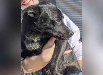 Tuno ,der kleine Schwarze mit dem gewissen Etwas sucht sein Glück