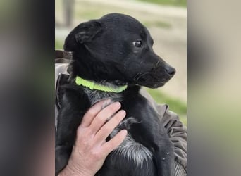Tuno ,der kleine Schwarze mit dem gewissen Etwas sucht sein Glück