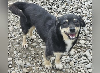 Kleine Hündin Bijou sucht Familie (D/LUX/CH)
