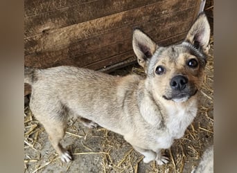 Kaylie - kleine, fürsorgliche Mama sucht ruhiges Zuhause