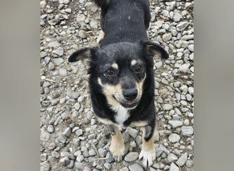 Kleine Hündin Bijou sucht Familie (D/LUX/CH)