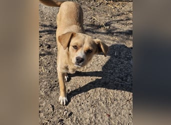 Lieber, kleiner Junghund Albert sucht Körbchen
