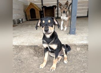 Kaylie - kleine, fürsorgliche Mama sucht ruhiges Zuhause