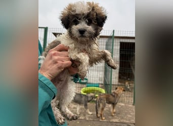 Der kleine Porto sucht ein Zuhause